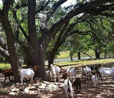 United States Texas Boerne vacation rental compare prices direct by owner 782862