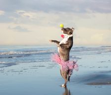 United States North Carolina Oak Island vacation rental compare prices direct by owner 1931089