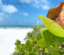 United States Florida Indian Shores vacation rental compare prices direct by owner 9641865