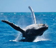 Dominican Republic Samaná Samaná Province vacation rental compare prices direct by owner 2988699