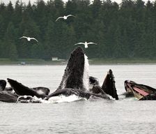 United States Alaska Juneau vacation rental compare prices direct by owner 10198753