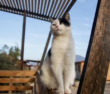 Chile Coquimbo Region Guanaqueros vacation rental compare prices direct by owner 12905335