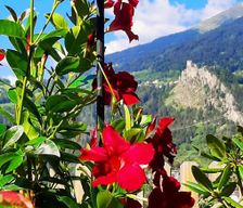 Austria Tyrol Faggen vacation rental compare prices direct by owner 27372855