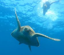 Maldives Ari Atoll Dhangethi vacation rental compare prices direct by owner 13909912