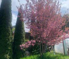 Romania  Dragoslavele vacation rental compare prices direct by owner 26146623