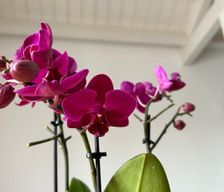 Italy Apulia Corato vacation rental compare prices direct by owner 28225267