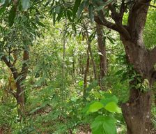 Sri Lanka Matale District Dambulla vacation rental compare prices direct by owner 35365365