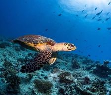 Maldives Ari Atoll Mahibadhoo vacation rental compare prices direct by owner 35170303