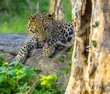 Sri Lanka  Udawalawe vacation rental compare prices direct by owner 37697499