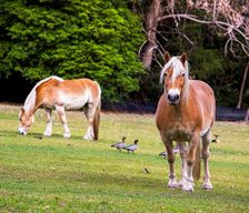 Australia New South Wales Valla vacation rental compare prices direct by owner 35064837