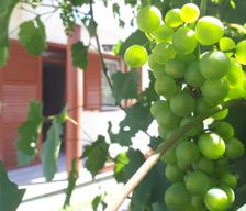 Hungary  Lipót vacation rental compare prices direct by owner 35368493