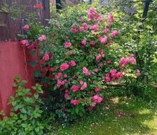 Serbia Central Serbia Bajina Bašta vacation rental compare prices direct by owner 35404892