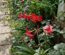 Albania  Derviçian vacation rental compare prices direct by owner 35238519