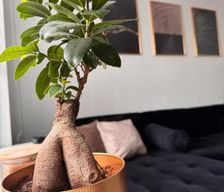 Netherlands  Lelystad vacation rental compare prices direct by owner 33585336