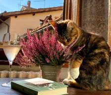 Italy Tuscany Castiglion Fiorentino vacation rental compare prices direct by owner 27539387
