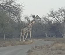 Namibia  Grootfontein vacation rental compare prices direct by owner 35489687