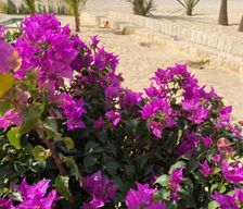 Cape Verde  Cabeçadas vacation rental compare prices direct by owner 36609090