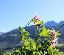 Italy  Rifiano vacation rental compare prices direct by owner 36895915