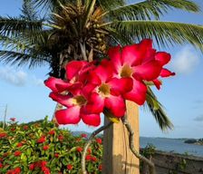 Martinique Fort-de-France Le Robert vacation rental compare prices direct by owner 37913019