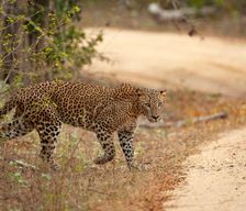 Sri Lanka Hambantota District Tissamaharama vacation rental compare prices direct by owner 29382412