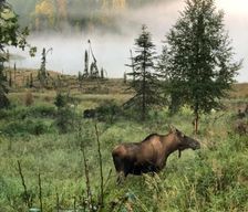 United States Alaska Soldotna vacation rental compare prices direct by owner 38077236