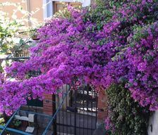 Italy  La Spezia vacation rental compare prices direct by owner 29398008