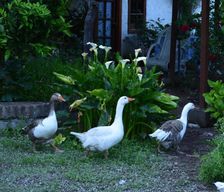 Chile Metropolitan Region Isla de Maipo vacation rental compare prices direct by owner 12817270