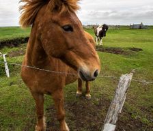 Iceland Southern Region Eyrarbakki vacation rental compare prices direct by owner 4138250