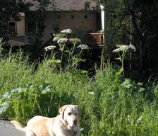 United States Alaska Eagle River vacation rental compare prices direct by owner 16710714