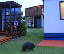 Australia Tasmania Kelso vacation rental compare prices direct by owner 14254020
