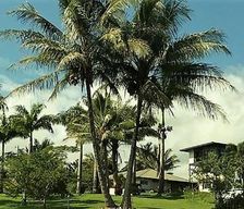 United States  Papaikou vacation rental compare prices direct by owner 35149745
