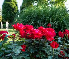Italy Veneto Mirano vacation rental compare prices direct by owner 13794889