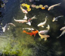 United States California Santa Rosa vacation rental compare prices direct by owner 14152874