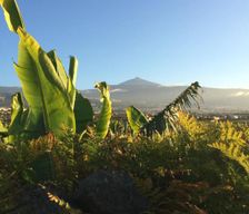 Spain CN La Orotava vacation rental compare prices direct by owner 4089313