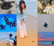 Sri Lanka  Kosgoda vacation rental compare prices direct by owner 34986836