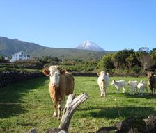 Portugal Azores São Roque do Pico vacation rental compare prices direct by owner 6497391