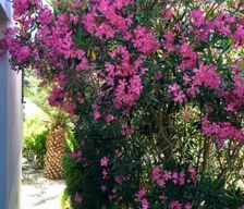 Croatia  Molat vacation rental compare prices direct by owner 14256110