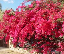 Italy Sardinia Cala Sinzias vacation rental compare prices direct by owner 18294988