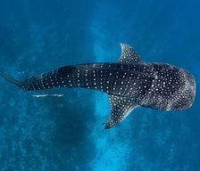 Maldives Ari Atoll Fenfushi vacation rental compare prices direct by owner 13822251