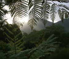 Australia New South Wales Limpinwood vacation rental compare prices direct by owner 14007935