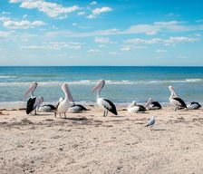 Australia Victoria Portarlington vacation rental compare prices direct by owner 14274417