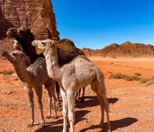 Jordan Aqaba Governorate Wadi Rum vacation rental compare prices direct by owner 26161686