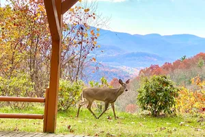 United States North Carolina Fairview vacation rental compare prices direct by owner 220453
