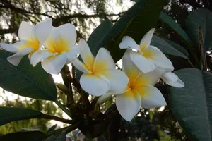 Spain Tenerife San Miguel de Abona vacation rental compare prices direct by owner 18986621