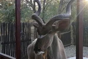 South Africa Mpumalanga Marloth Park vacation rental compare prices direct by owner 13788694