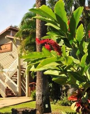 United States Hawaii Lahaina vacation rental compare prices direct by owner 287683