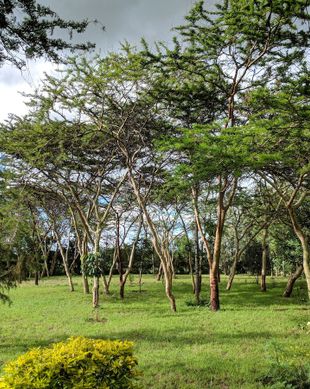 Kenya Nakuru County Nakuru vacation rental compare prices direct by owner 13557449