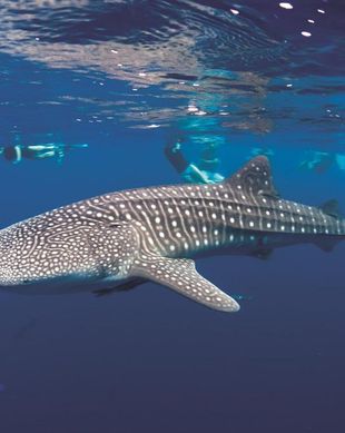 Maldives Alif Dhaal Atoll South ari atoll vacation rental compare prices direct by owner 24664963