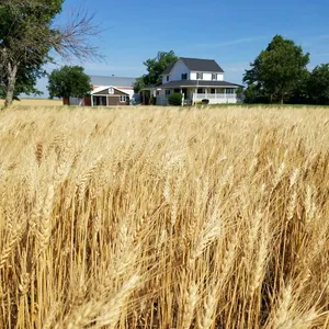 Kansas Beach House our Amber Waves of Grain