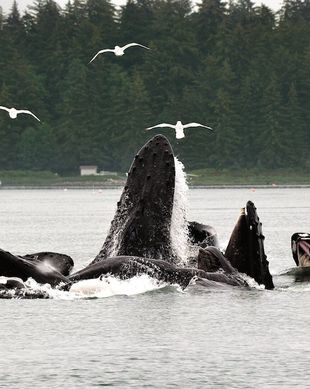 United States Alaska Juneau vacation rental compare prices direct by owner 10198753